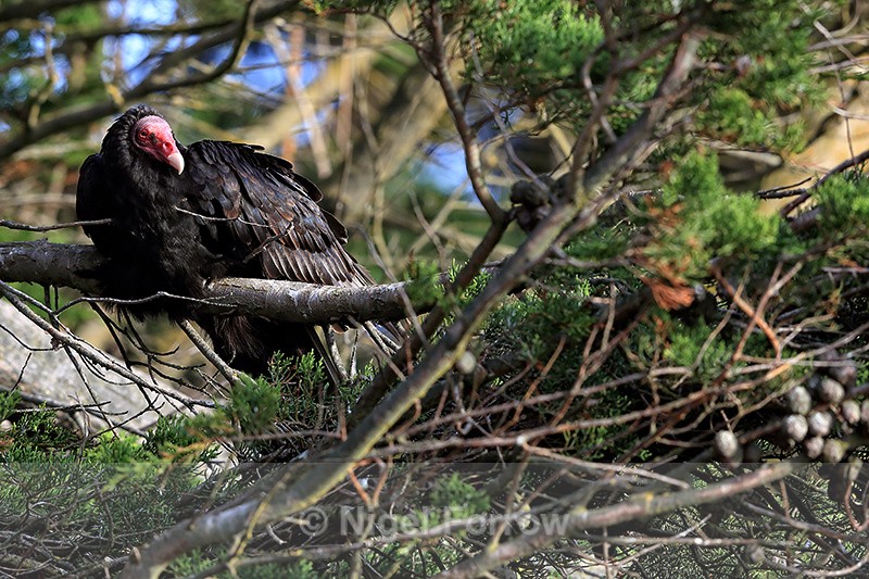 Turkey Vulture resting in tree, Carcass Island, Falklands - Turkey Vulture