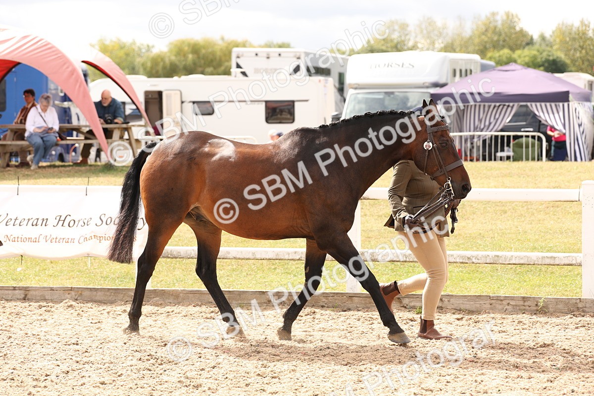 SBM_14656 - Class 208 - IH Veteran Horse