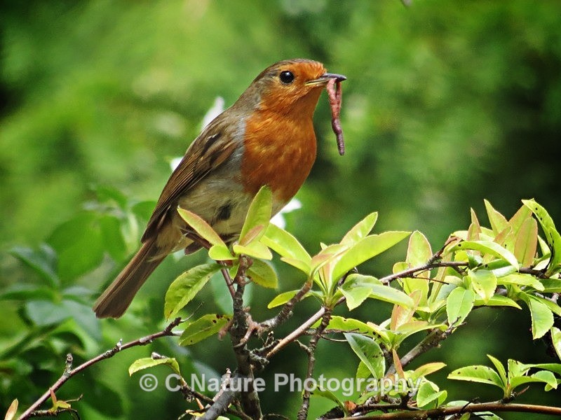 Early Bird Catches the Worm - Birds