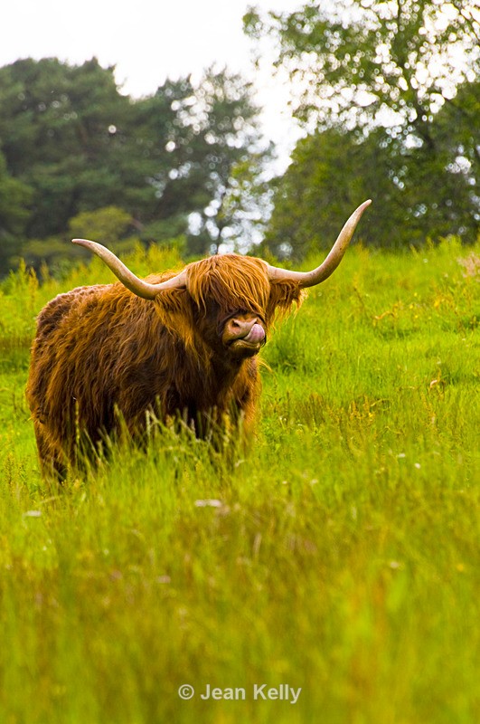 Highland Cow - 8815 - Cattle