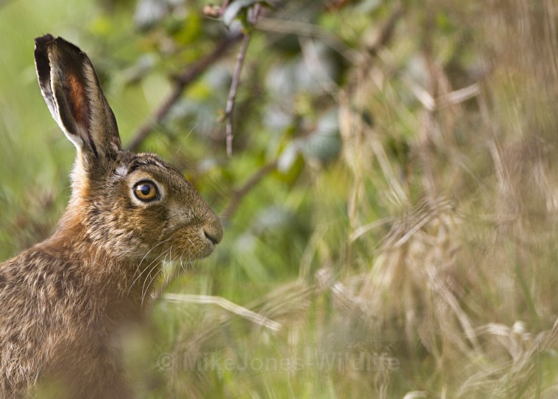 Brown Hares ref bh15 - New, Brown Hare Gallery