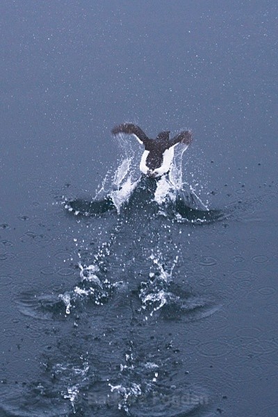 Little Auk 8557 - Wildlife