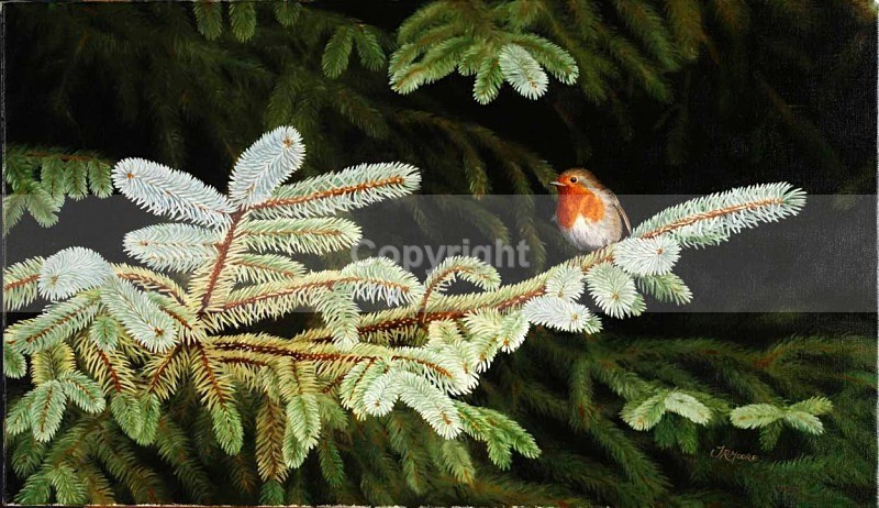 Robin ,Sitka spruce - Birds