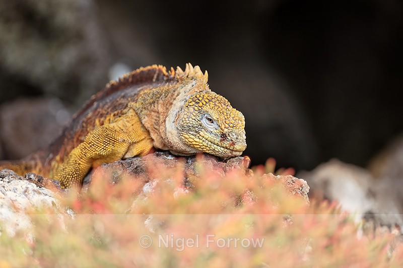 Galapagos Land Iguana, South Plaza Island, Galapagos - REPTILES & AMPHIBIANS