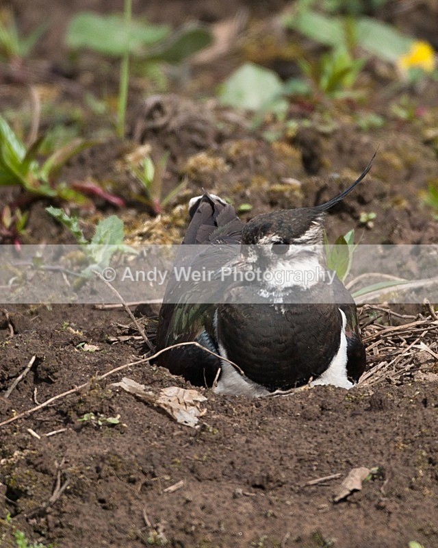 20100501-WE 285 - Woolston Eyes Nature Reserve