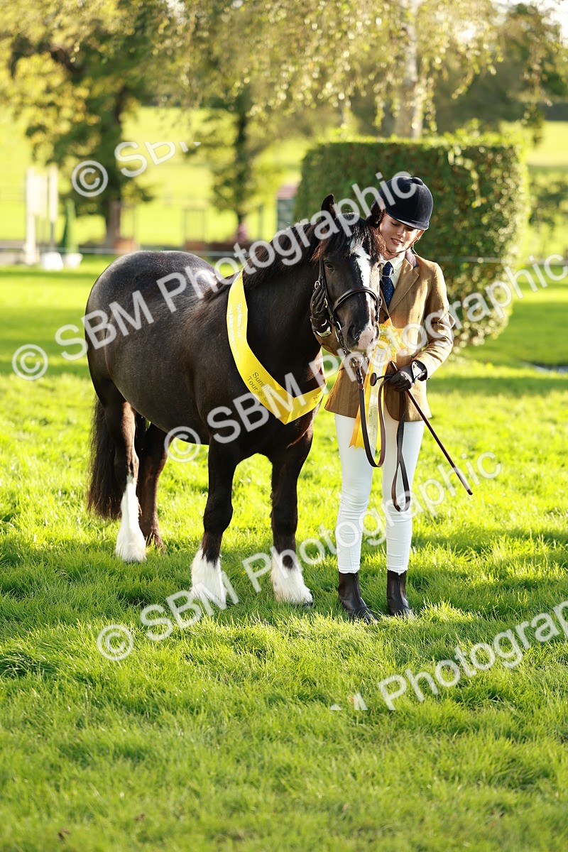 SBM_29307 - Novice & newcomer Supreme Championship