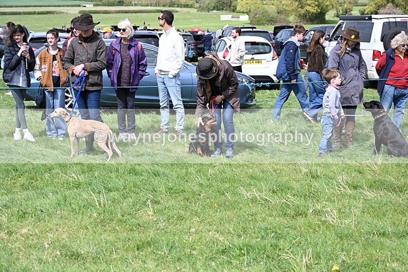 WJ6_8688 - Class 8 Best Working / Gun Dog or Bitch