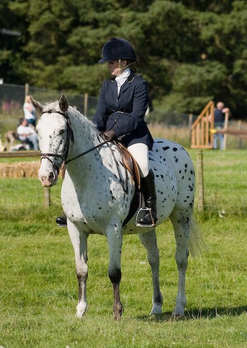 131 - Moniaive Horse Show 2008