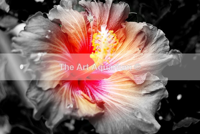 The Art Aquarium - Rachael Inchboard