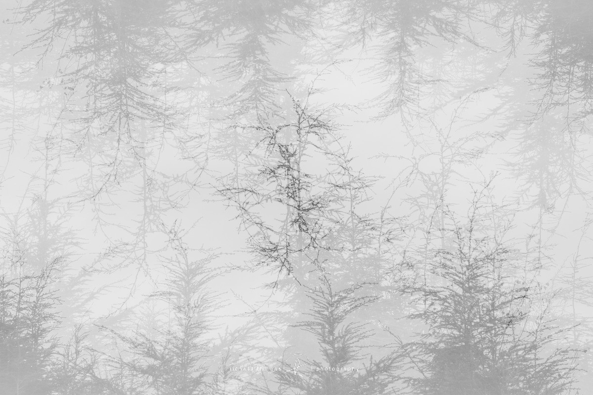 Fledgling - Revealed