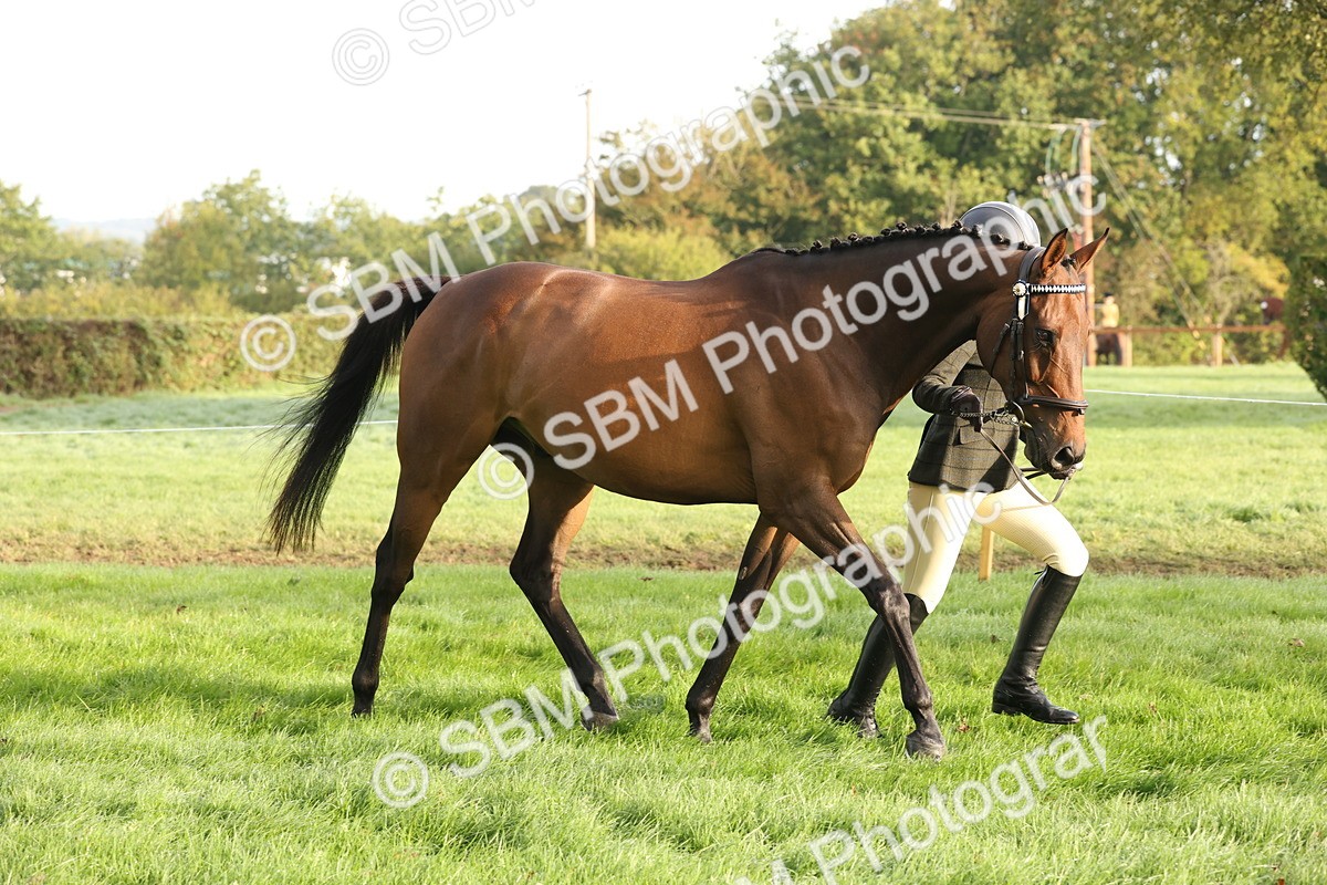 SBM_54942 - S52 - Riding Horse & Hack & thoroughbred In Hand
