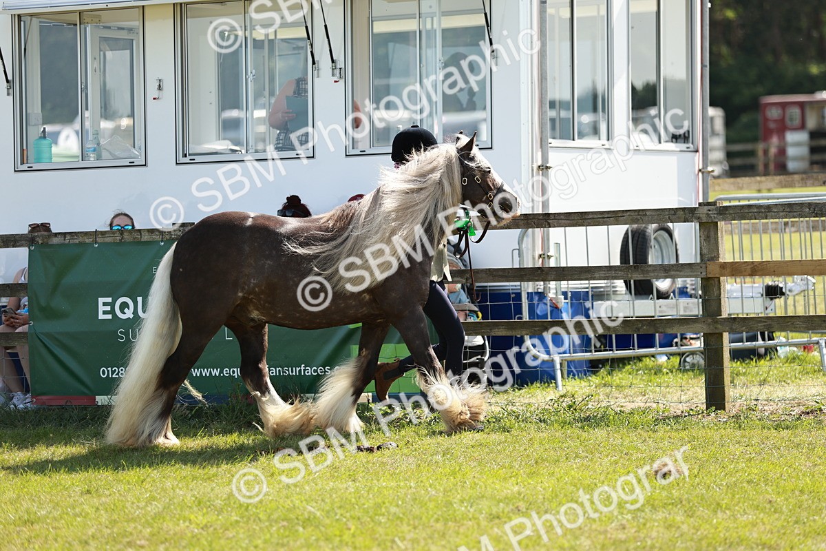 SBM_08957 - Class 63-65 - Traditional Gypsy Cobs In Hand & Ridden