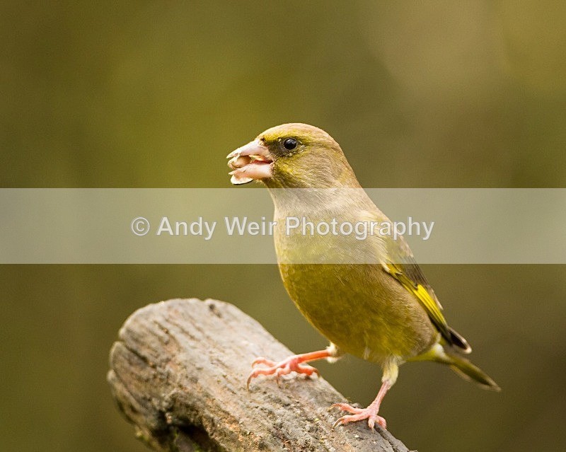 20111112-_MG_7520 - Greenfinch
