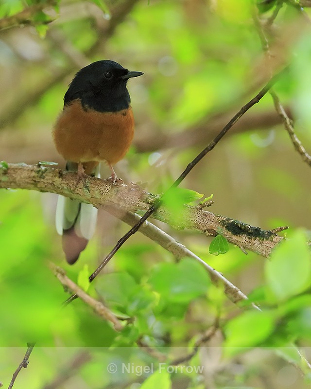 White-rumped Shama (male), Kauai - White-rumped Shama