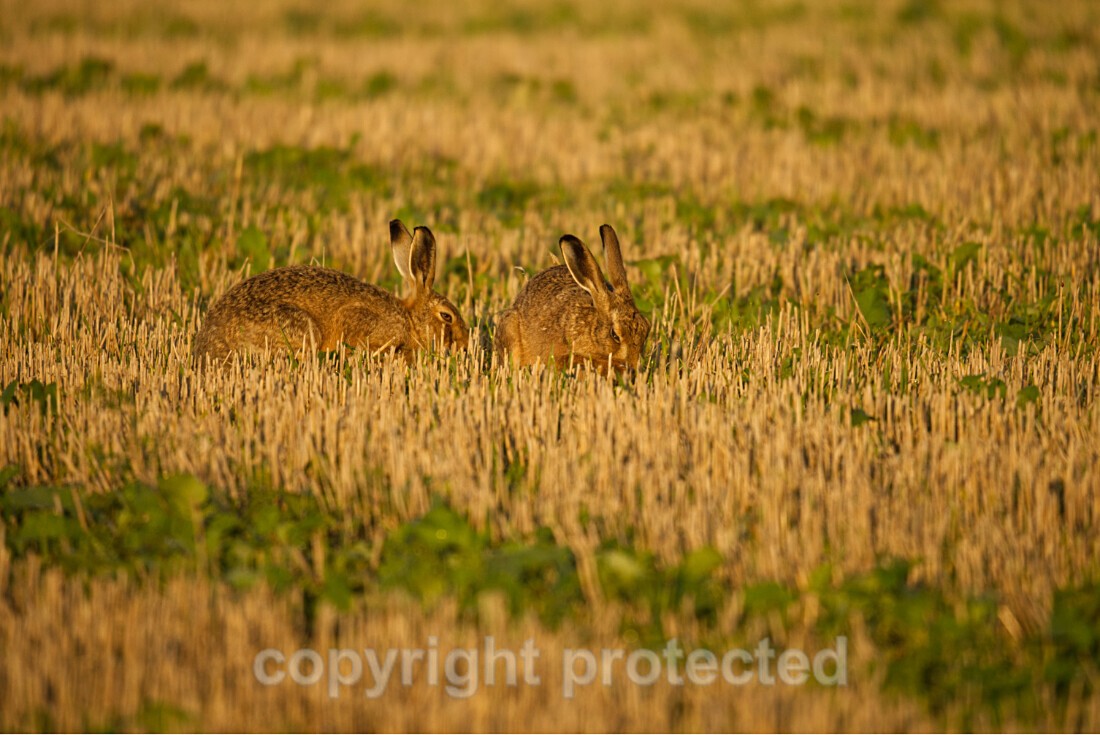 European Hare - Farmland - Suffolk - Mammals