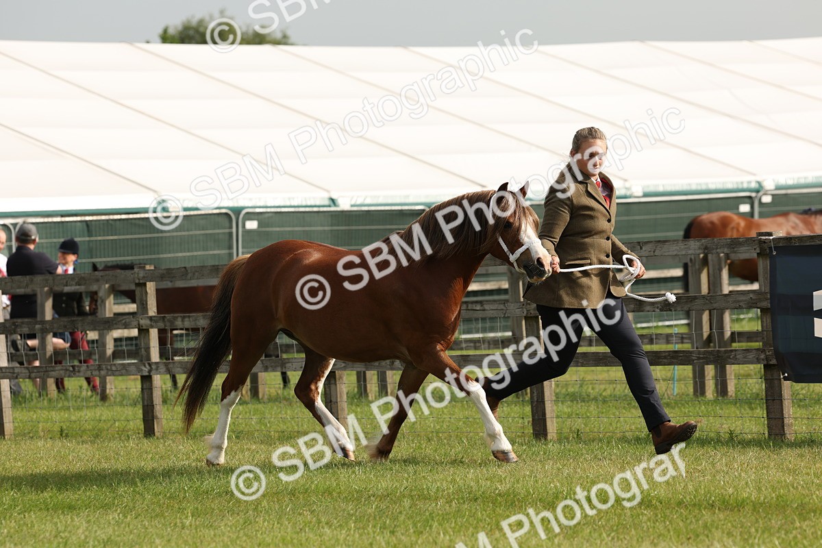 SBM_00486 - Class 6-13 - Mountatin and Moorland In Hand Welsh Breeds