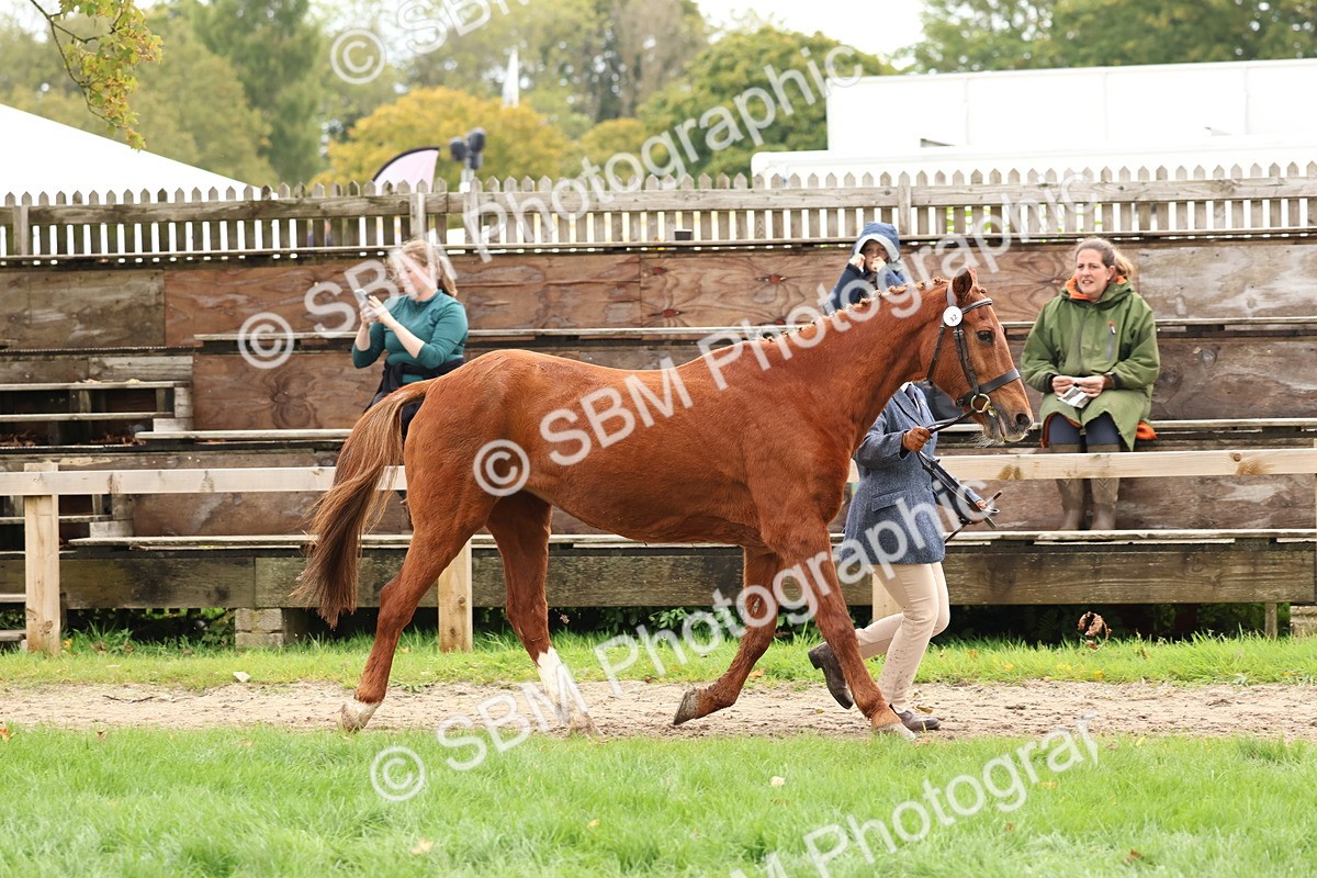 SBM_41711 - S26 - Mature Veteran In Hand