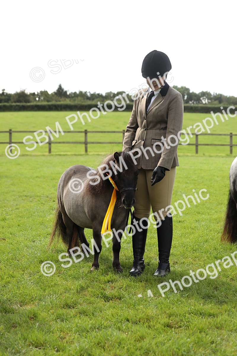 SBM_62854 - S46 - Mountain & Moorland In Hand Small Breeds