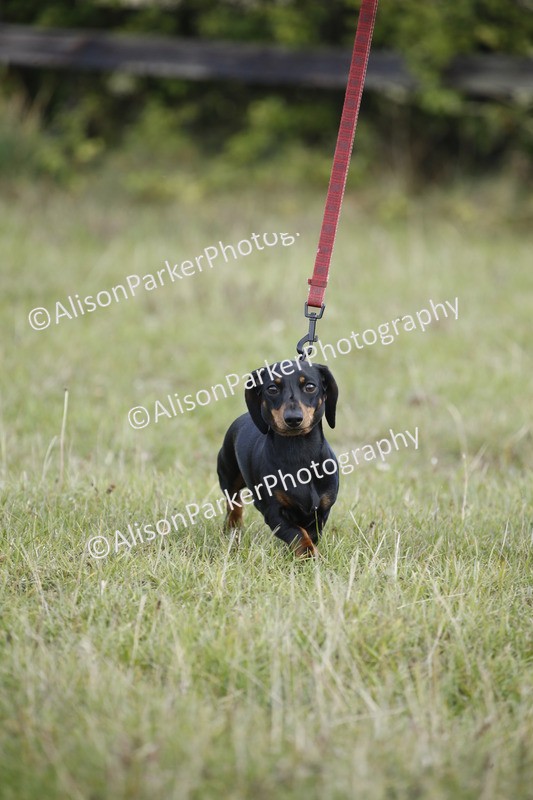 20250831-3748 - Dog Show