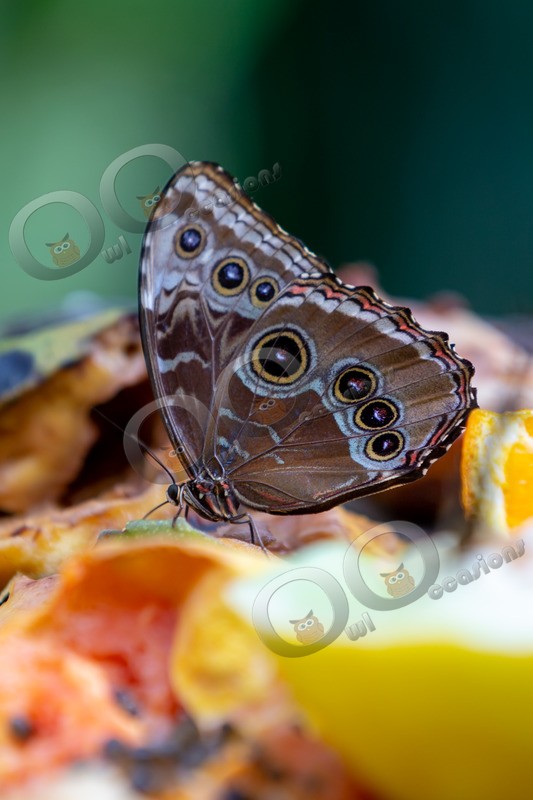 Blue morpho Butterfly Morpho peleides butterfly-5415 - Insects from around the world