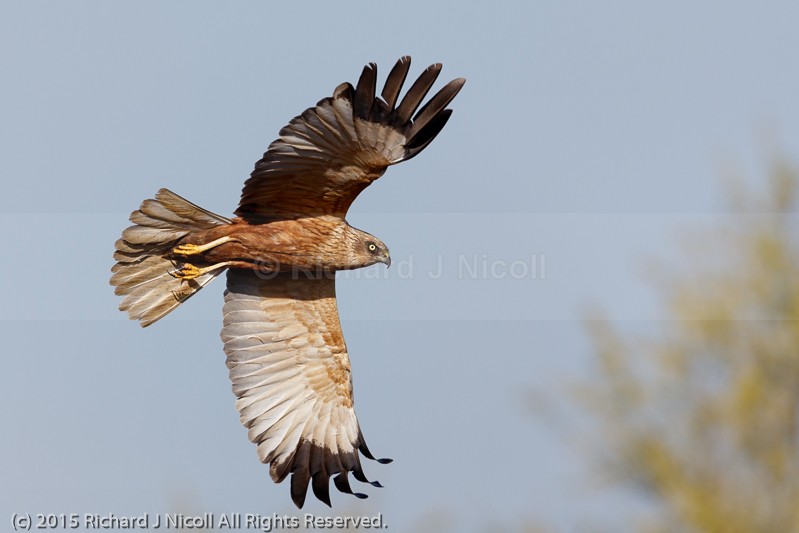 Marsh Harrier (Circus aeruginosus) male - Marsh Harrier (Circus aeruginosus)