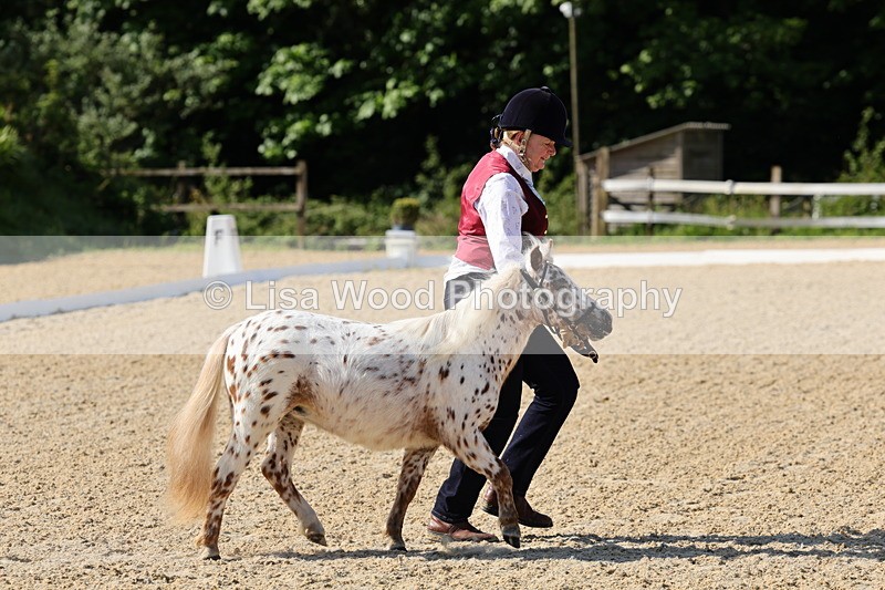 1X9A0614 - Class 3: Youngstock 1, 2, 3 year old not to exceed 153cm