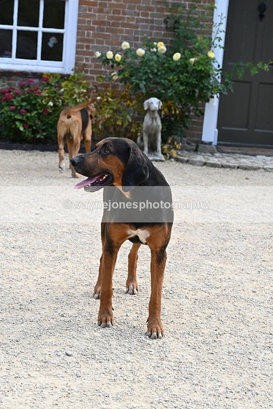 WJ6_3903 - Berks & Bucks - The Old farmhouse - Hound Exercise 20-08-25
