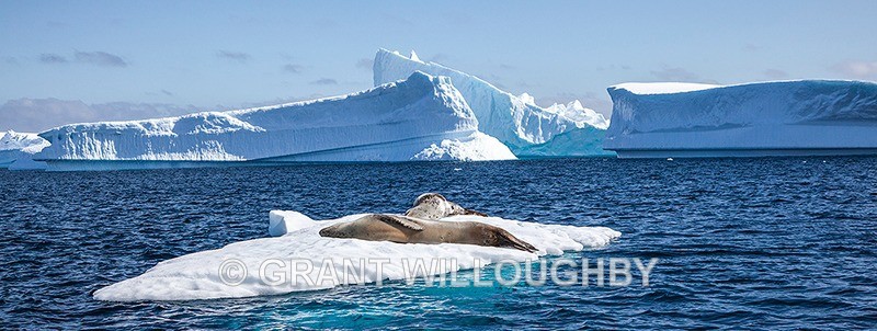 Leopard seal 3 - Antartica