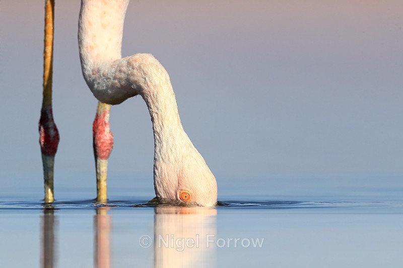Chilean Flamingo filter-feeding close, Laguna Chaxas, Chile - Chilean Flamingo