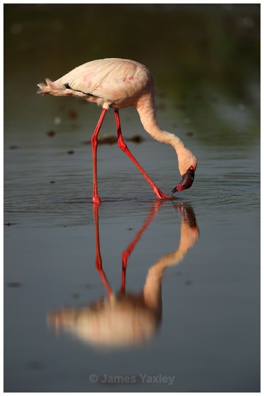 Filter Feeder - Kenyan Safari 2013