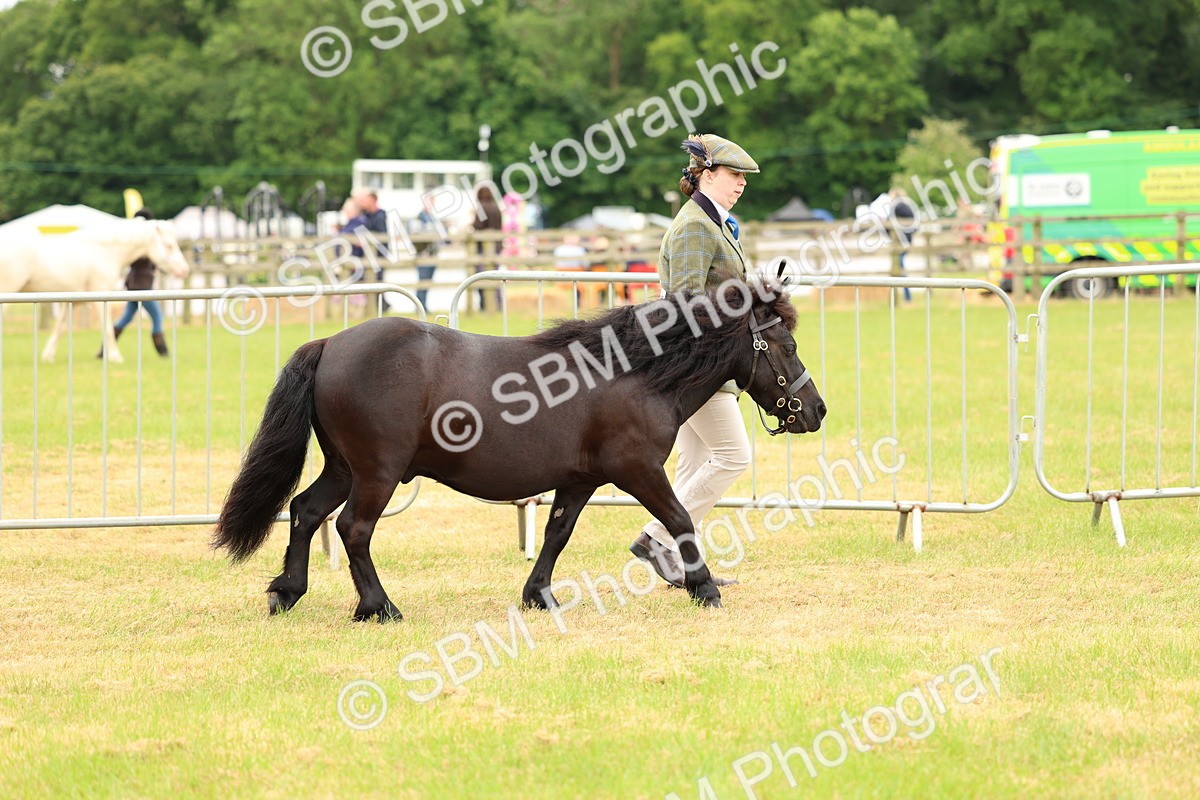 SBM_04324 - Class 64-67 - Shetland Pony In Hand