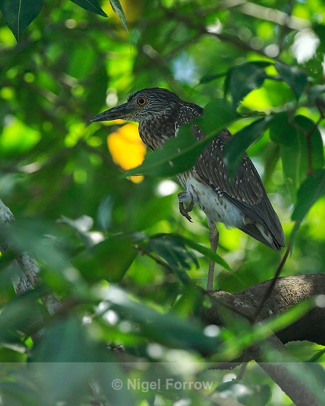 Yellow-crowned Night-Heron (juvenile), Costa Rica - Yellow-crowned Night-heron
