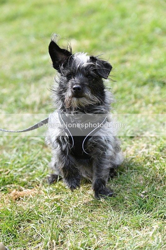 WJ5_0802 - Best in Show Championship
