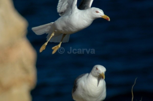 Try it - Seagulls