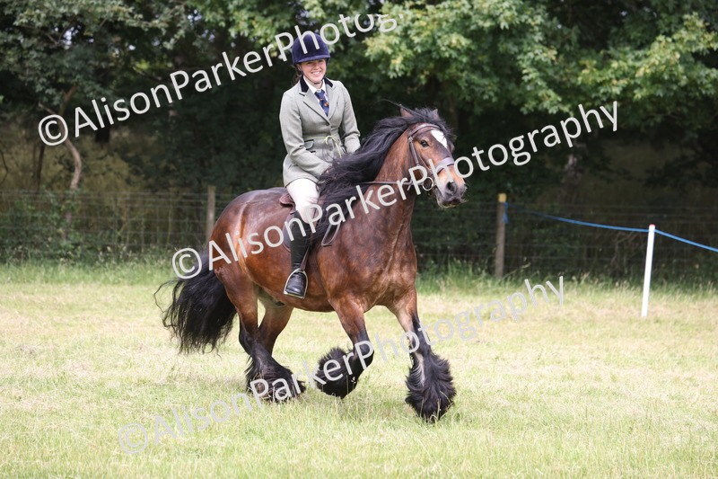 20260614-3233 - Class 22 - Open Working Hunter