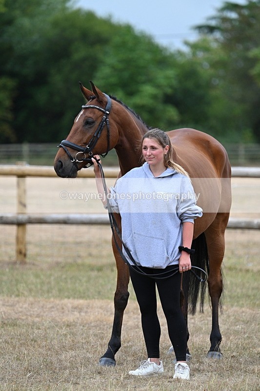 WJ7_9874 - Class 5a Most Handsome Gelding (above 14.2hh)