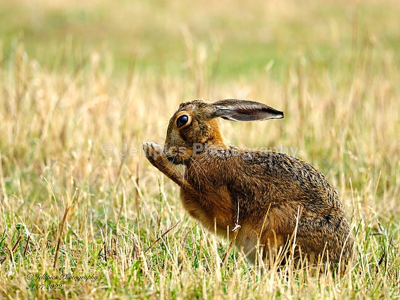  - Wildlife and Nature