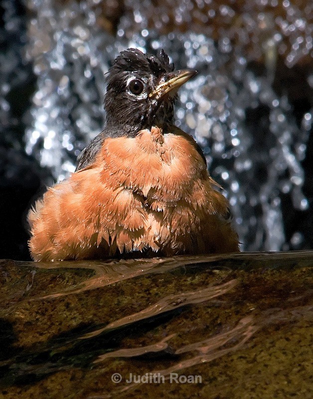 Robin Bathing - Backyard Bathing Birds