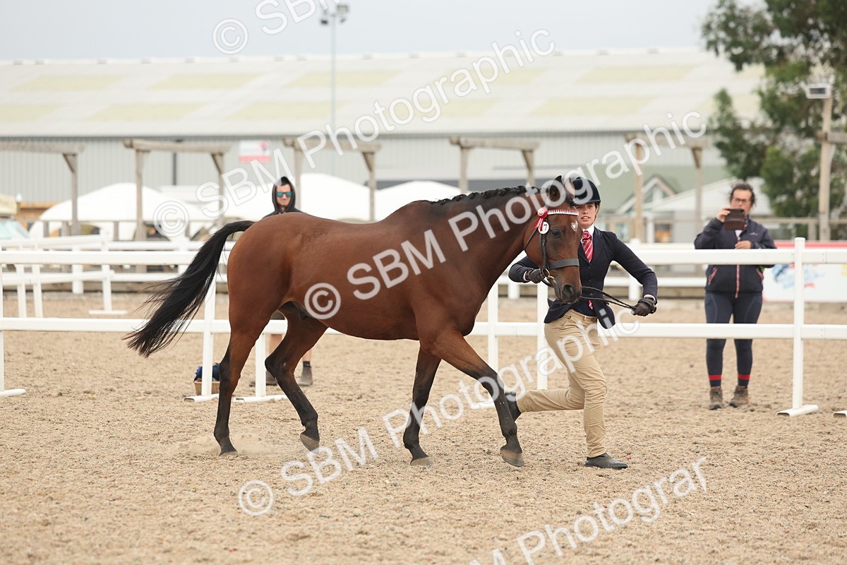 SBM_19792 - Class 318 - IH Part Bred Horse-Pony