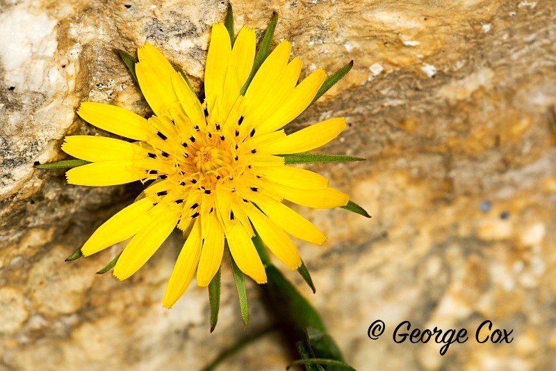 Jack go to bed by midday - Tragopogon pratensis