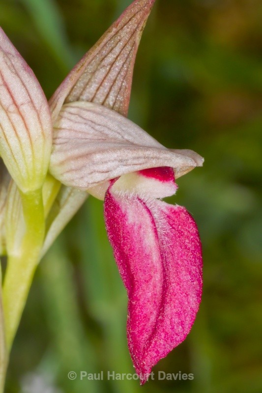 Tongue Orchid (Serapias lingua) - Orchids - Serapias