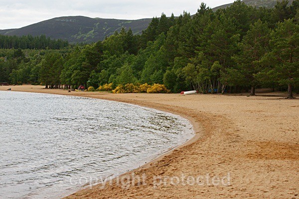 Loch Morlich Beach - Glenmoore Forest - Scotland