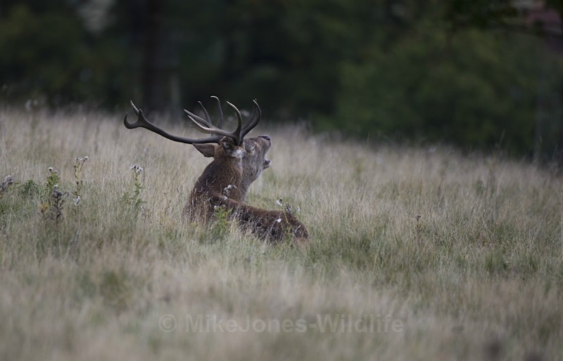 _H5X8671  Red Deer 'Rut' 2015 - New Deer Rut  2015
