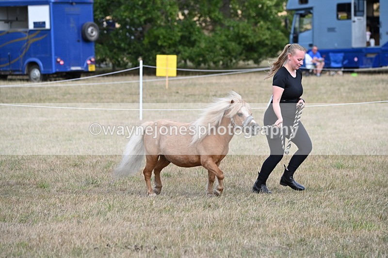 WJ6_6890 - Class 21 Shetland & Mini Horses
