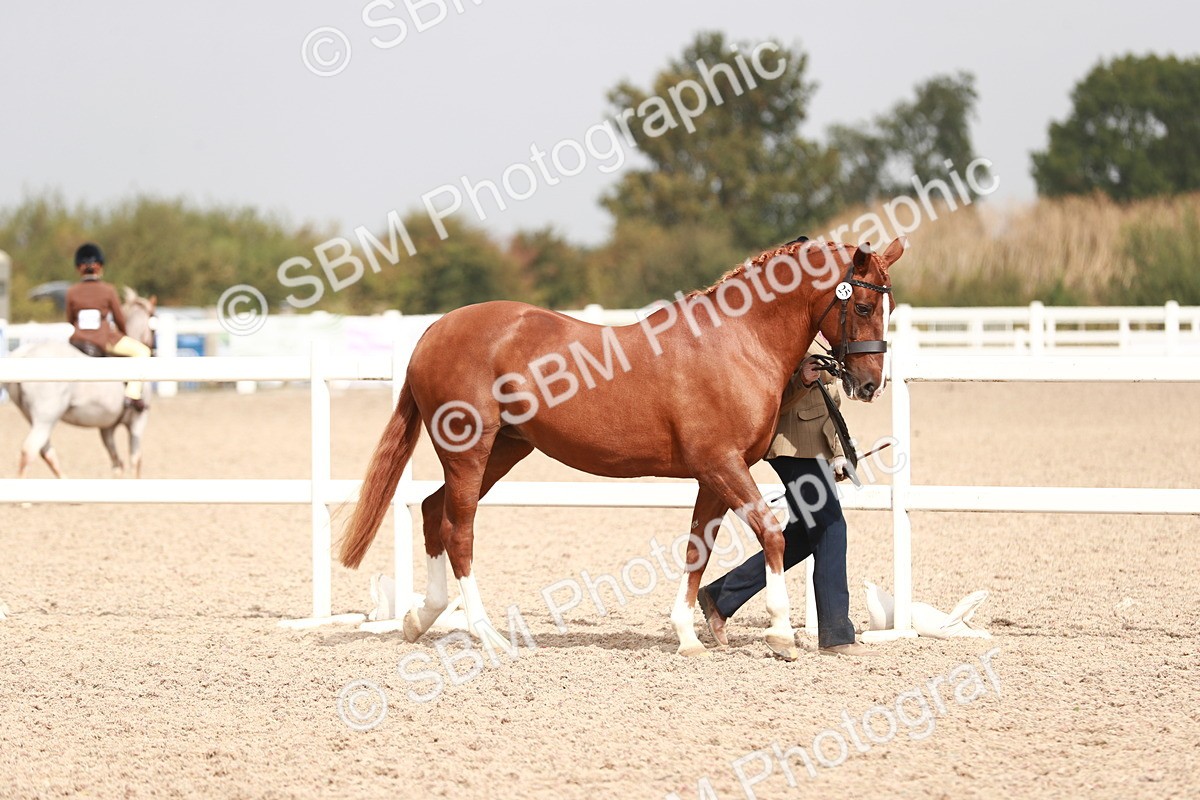SBM_13151 - Class 208 IH Veteran Horse