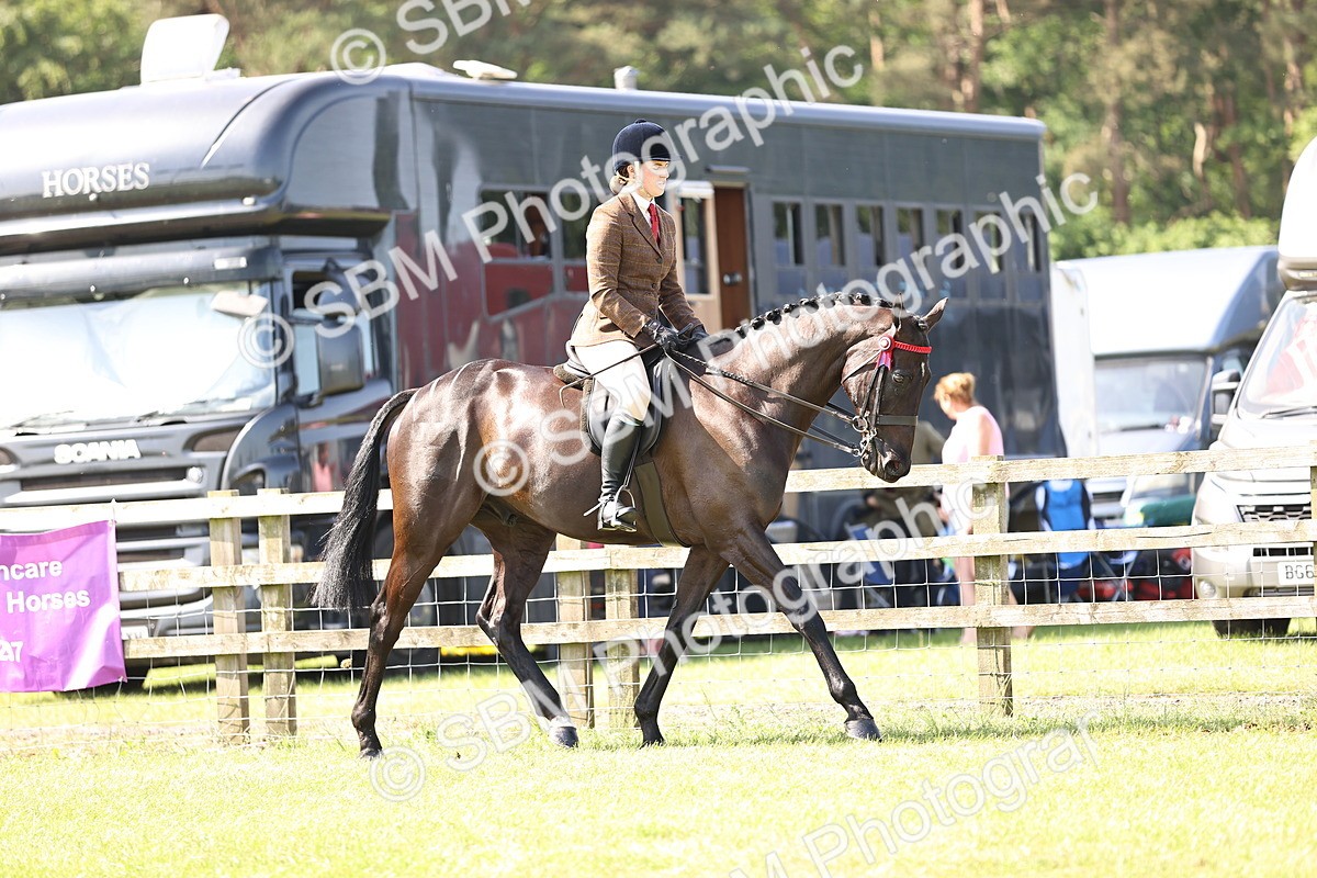 SBM_12966 - Class 75-76 LIHS BSHA Rising Star Hack Riding Horse