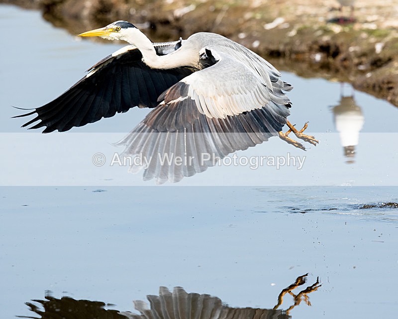 20150420-8E0A8641 - Grey Heron
