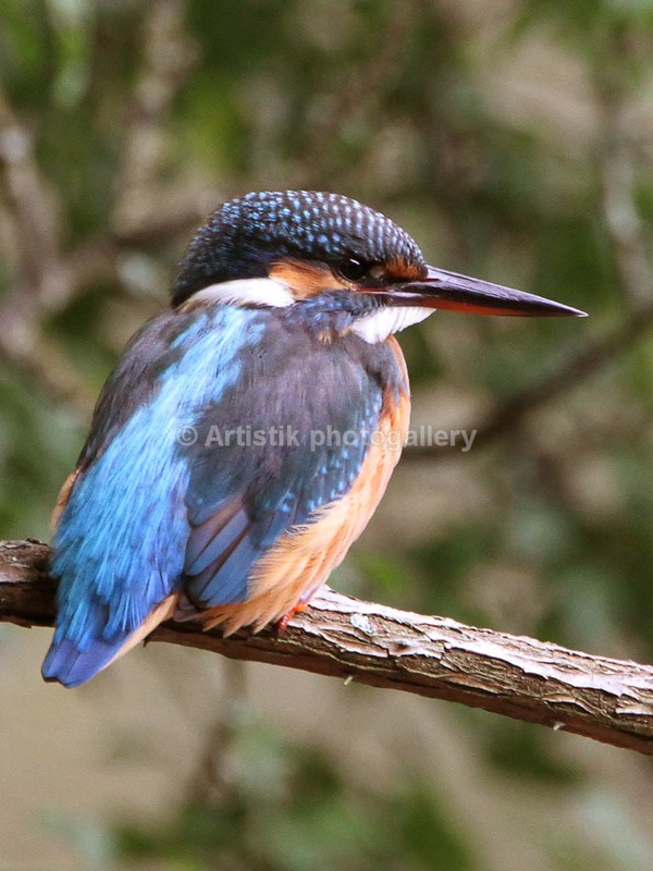  - Wildpiks by Dave O'Shea