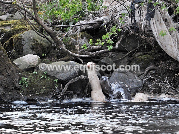 equiscot 2250 - ALBINO OTTERS - SCOTLAND