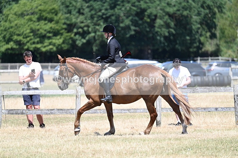 WJ7_3012 - Class 7 Riding Club Show Horse